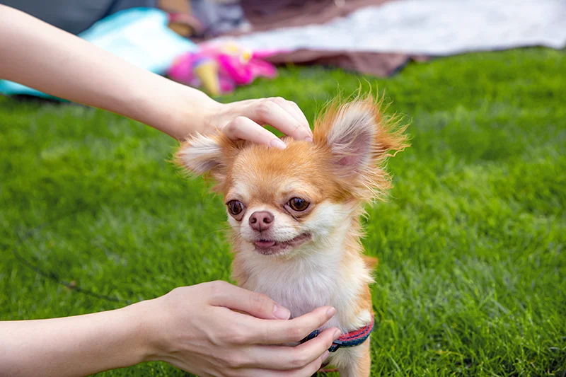 Massage Kurse für Hundehalter