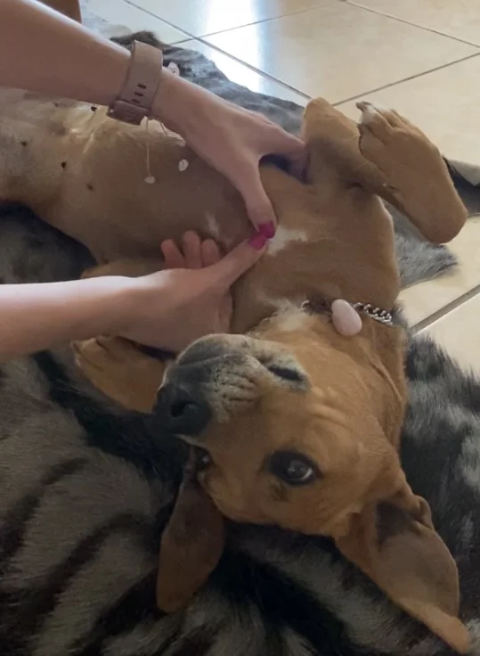 Bring deinen Hund in Balance mit der Ayurveda Hundemassage