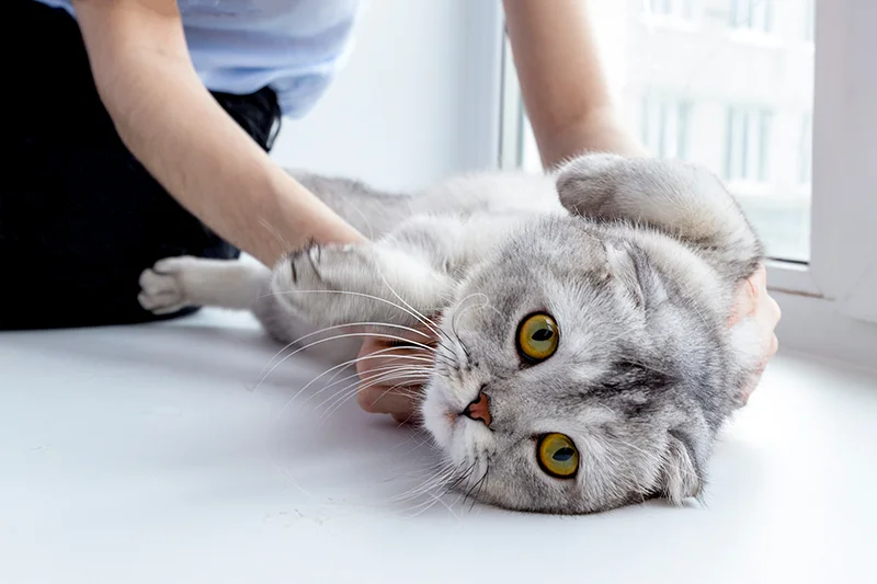 Ayurveda Kurs für Katze, Hund und Pferd